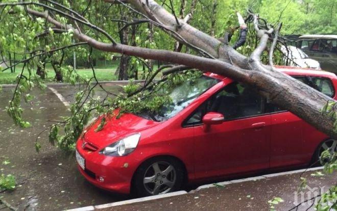 Дърво потроши колата на дупничанин, застрахователите отказват да платят парите