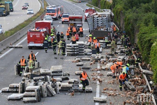 Хиляди кокошки блокираха магистрала в Австрия