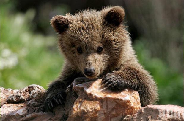 Мечки изкараха акъла на туристи край Сливен