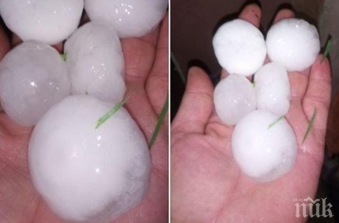 ЛЕДЕНА СТИХИЯ! Градушка като юмрук падна в Плевенско (СНИМКИ)