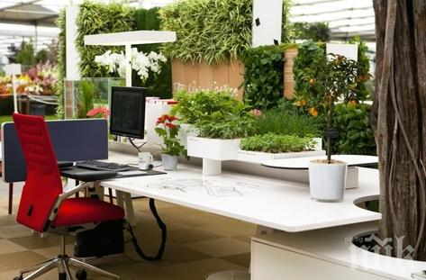 Модерен живот! Градина в офиса - зеленчуци направо от бюрото