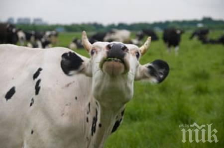 Страшна стихия! Бурята уби три крави в свищовско село
