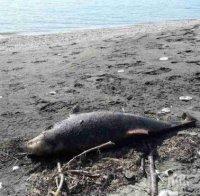 Морето изхвърли мъртъв делфин на плажа в Балчик