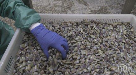 рибари искат регламент събирането бяла мида