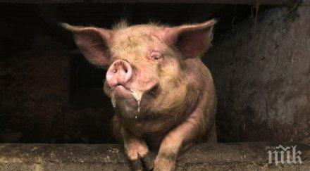 клонираха прасе помощта робот