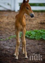 изверг мъж застреля двумесечното конче съседа