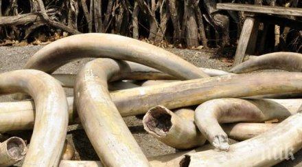 властите виетнам иззели три тона слонова кост контрабандирана южна африка