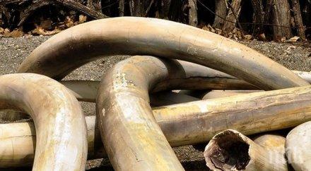контрабанда виетнамската полиция заловила почти три тона слонова кост