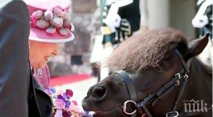 нахално пони захапа букета елизабет втора