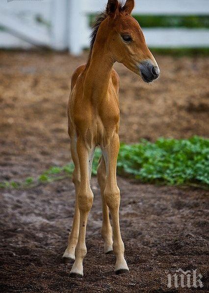 ИЗВЕРГ! Мъж застреля двумесечното конче на съседа си