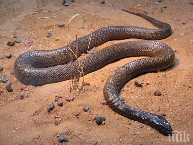 Змия ухапа жена в Пловдивско, приеха я в болница