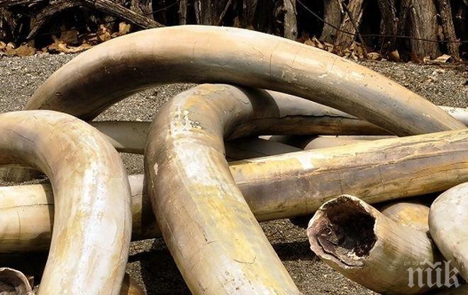 Контрабанда! Виетнамската полиция е заловила почти три тона слонова кост