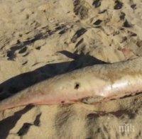 УЖАС! 35 трупа на мъртви делфини са изхвърлени на брега на Черно море
