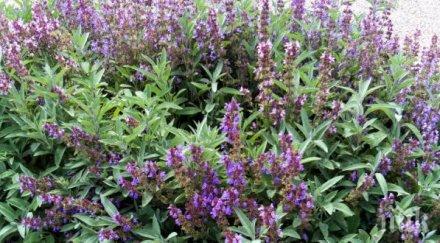 растение бич цели болести случайно считано свещено