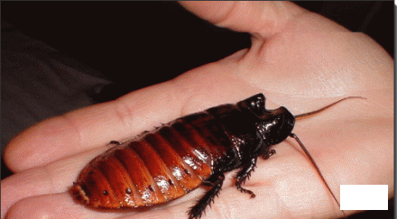 бабини съвети отървете гадните хлебарки