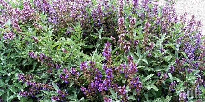 Това растение е бич за цели 17 болести, не случайно е считано за свещено!