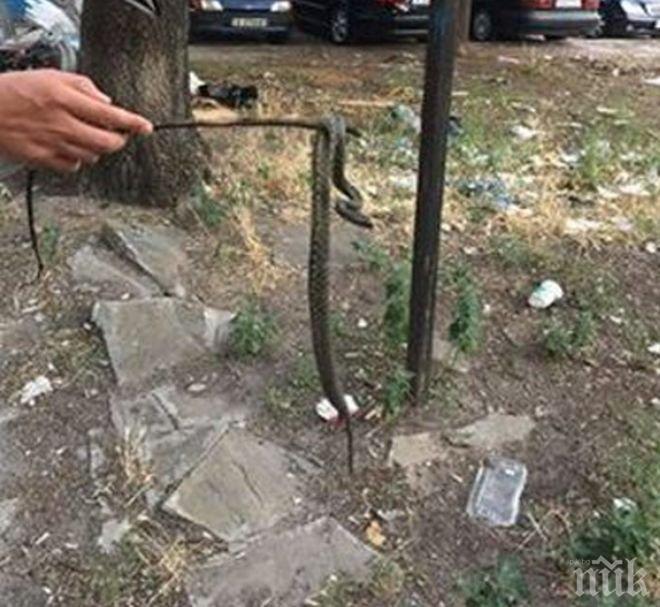 УЖАС! Змии атакуват детски площадки