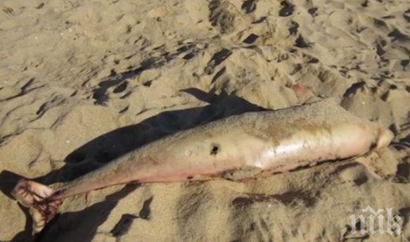 УЖАС! 35 трупа на мъртви делфини са изхвърлени на брега на Черно море

