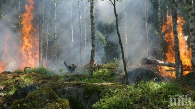 ИЗВЪНРЕДНО! Гръцкият остров Закинтос е в пламъци