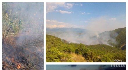 екокатастрофа пожара пирин възстанови гората трябват цели години