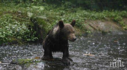 мече разходи сопот децата радват майките шок