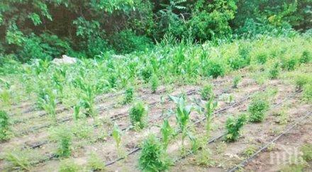 находка властите молдова откриха поле канабис границата румъния