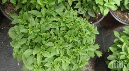 задължително имате дома билка освобождава стреса