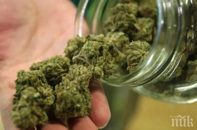 Аптеките в Уругвай започват да продават марихуана