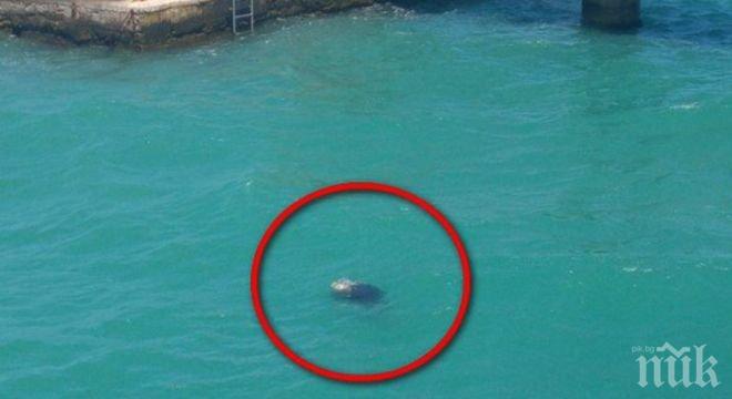 Водолази извадиха удавника в Бургас, до час става ясно дали е Васил Канев (СНИМКИ 18+)