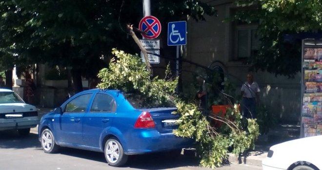 Огромен клон рухна върху кола във Варна (СНИМКИ)