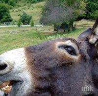 ХИТ! Обява за продажба на магаре взриви мрежата (СНИМКА)