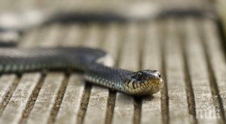 паника девин змия пропълзя магазин