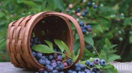 внимание горските плодове пазят рак