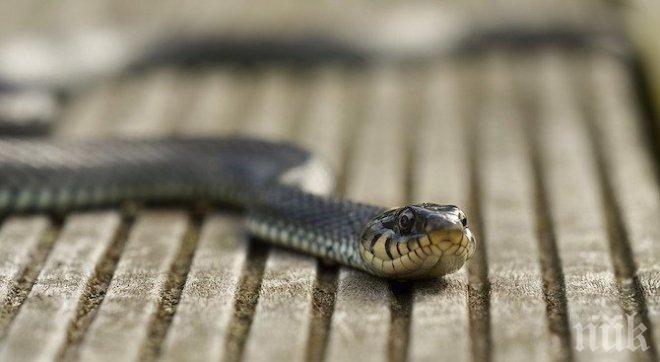 Паника в Девин! Змия пропълзя в магазин