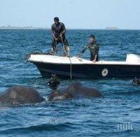 Спасиха две слончета, завлечени навътре в морето край Шри Ланка (ВИДЕО)