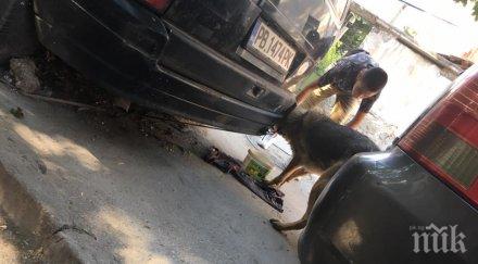 изрод пловдивчанин завърза кола кучето остави без вода храна адския пек снимки