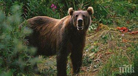 внимание мечка плаши всичко живо карандила