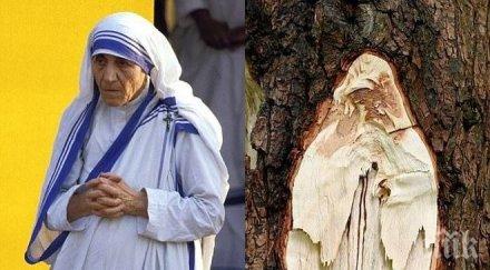феномен образът майка тереза появи дърво