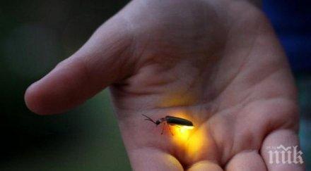 изчезнаха светулките