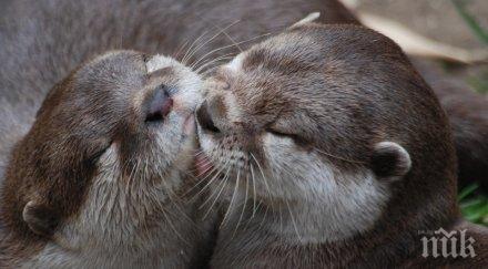 чехия забраняват отглеждането животни ценна кожа