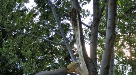 сигнала паднали клони бурята софия