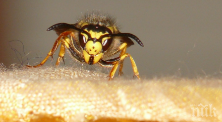 шок стършел уби дървосекач исперих