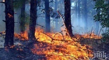 пожари изпепелиха декара гори нас