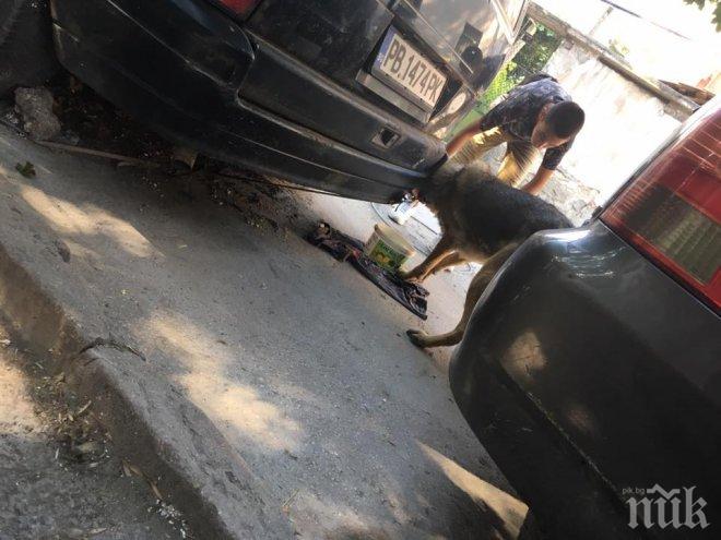 ИЗРОД! Пловдивчанин завърза за кола кучето си, остави го без вода и храна в адския пек (СНИМКИ)