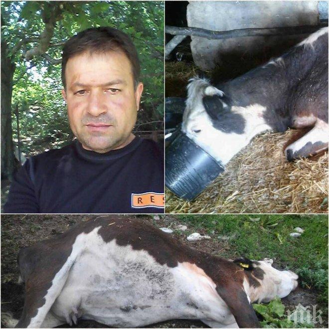 ИЗВЪНРЕДНО И САМО В ПИК! Мъките на фермера Атанас Стойков продължават! Вече тровят и добитъка му, не само го ръгат