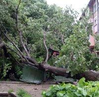 БУРЯ В БУРГАС! Паднало дърво затапи движението в ж.к. „Славейков” (СНИМКИ)