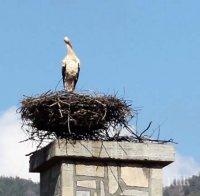 Еколози спасиха черен щъркел в землището на Старо село