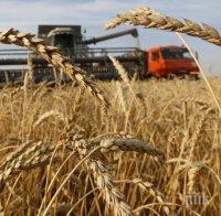 Зърнопроизводители в Добруджа са застрашени от дългове и фалити