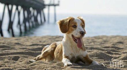 искате щастливи вземете куче