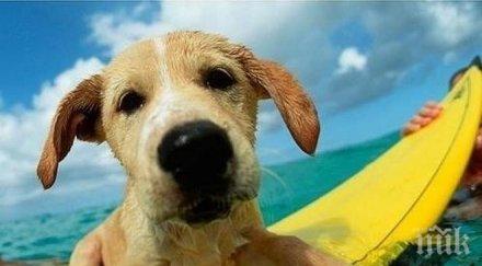 кучетата манипулират поглед обичаме